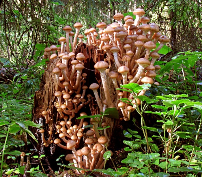 Armillaria ostoyae