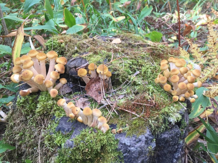 Древесные опята