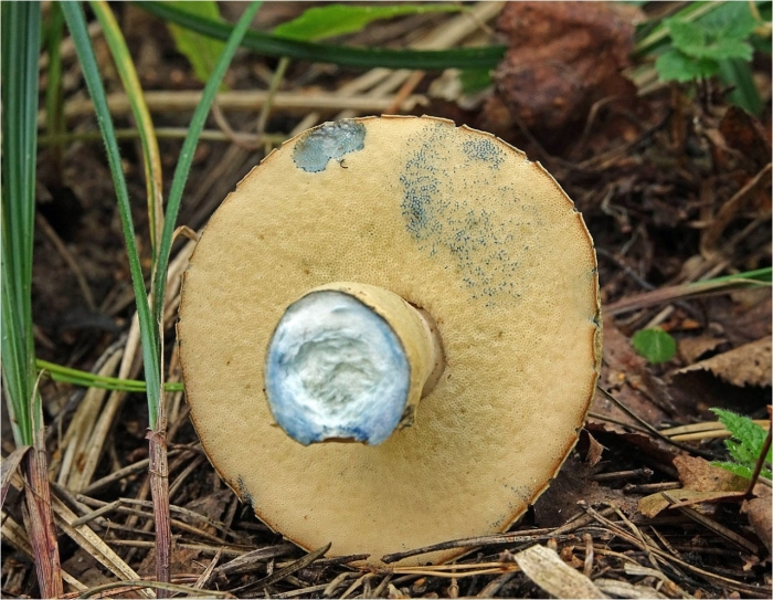 Гиропорус синеющий gyroporus cyanescens