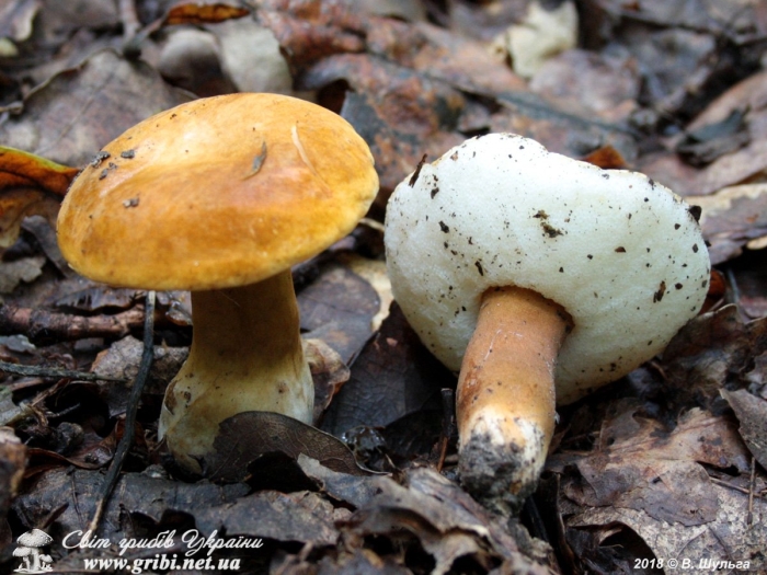 Гриб моховик