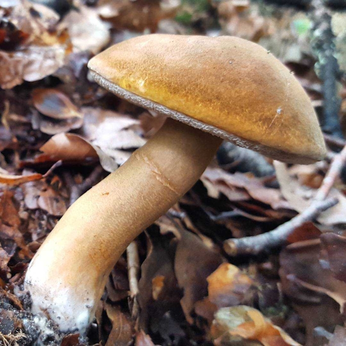 Гиропор каштановый