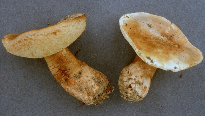 Lactarius salmonicolor