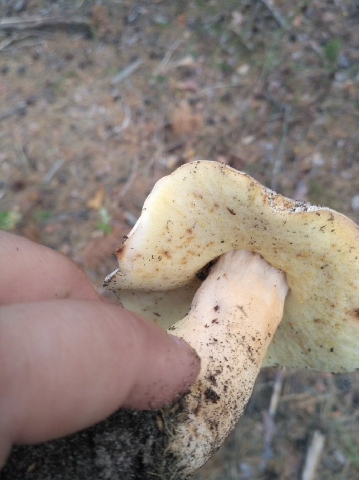 Гриб гиропорус песчаный