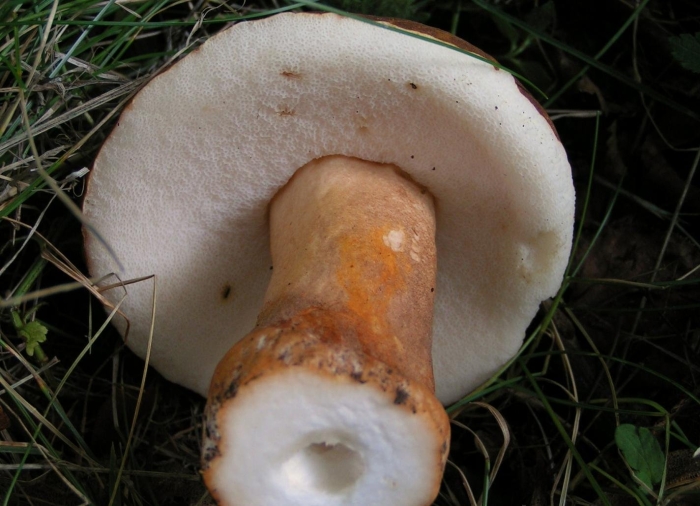 Гриб каштановик