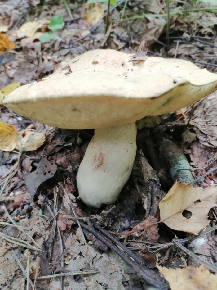 Гиропорус синеющий грибы