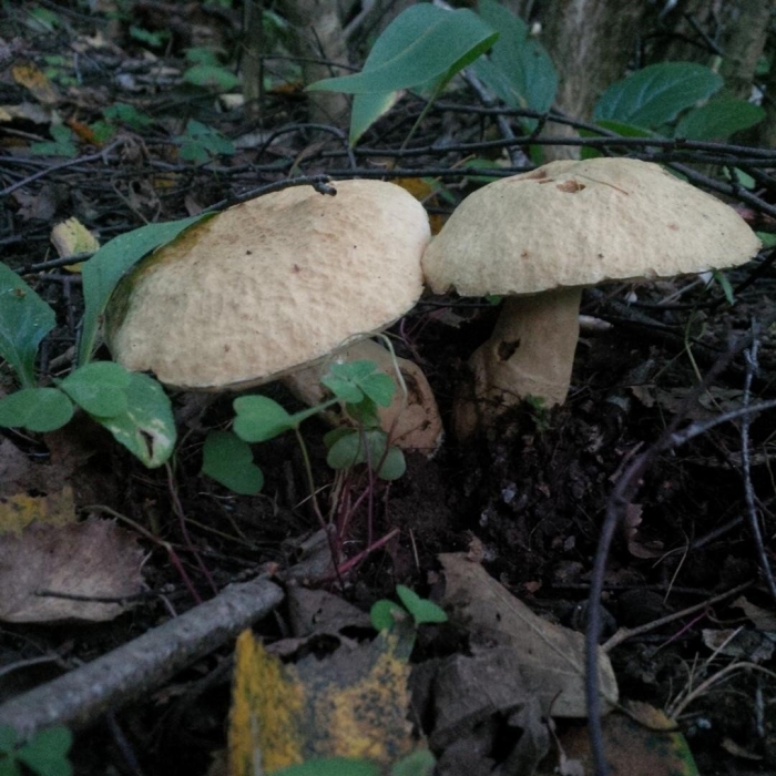 Гиропорус каштановый