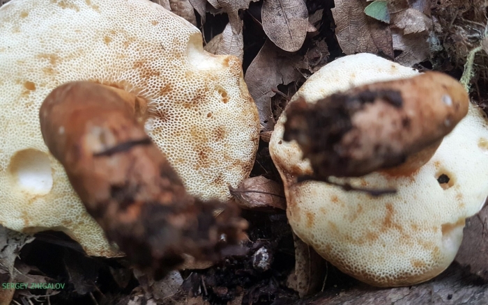 Ежовик желтый гриб