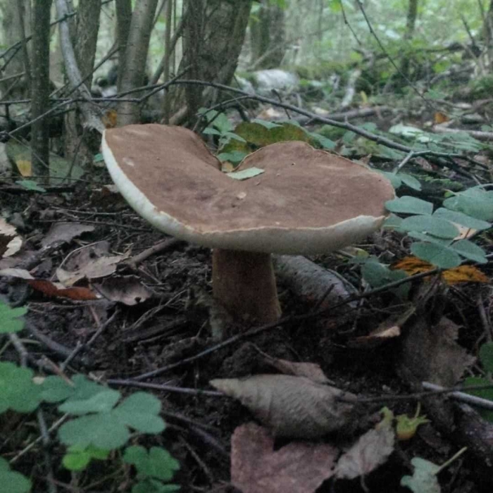 Гриб каштановик