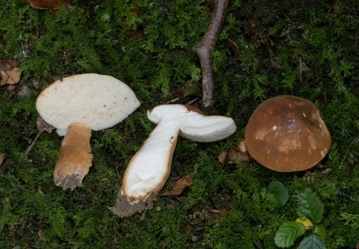 Гиропор каштановый gyroporus castaneus