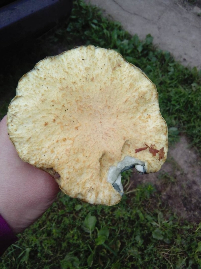 Трутовик чешуйчатый съедобный или нет