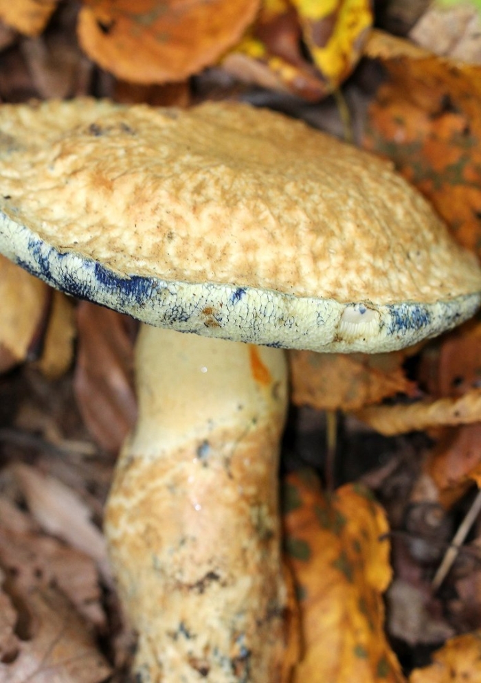Гиропорус синеющий gyroporus cyanescens