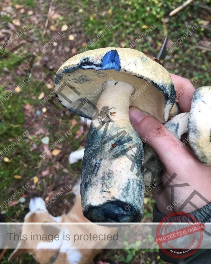 Гриб синяк гиропорус