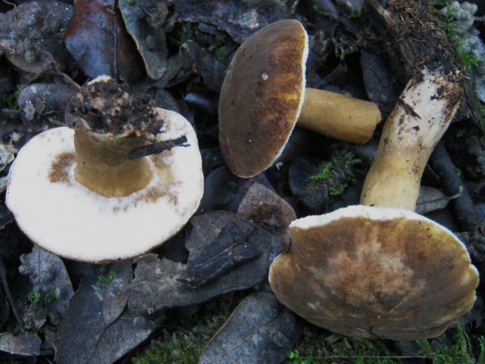 Гиропор каштановый gyroporus castaneus