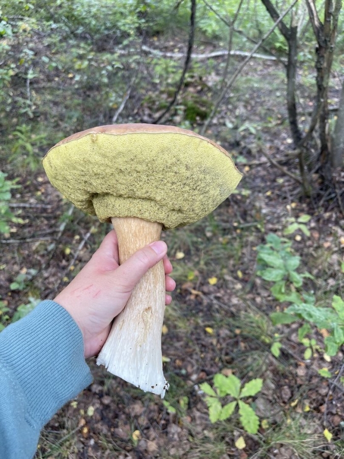 Гриб боровик