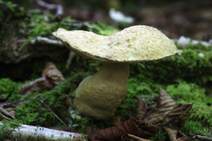 Ложные белые грибы