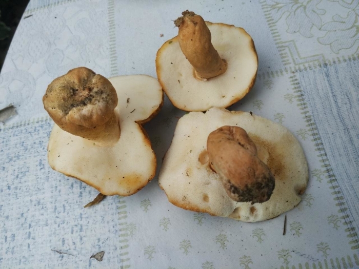 Гиропорус песчаный