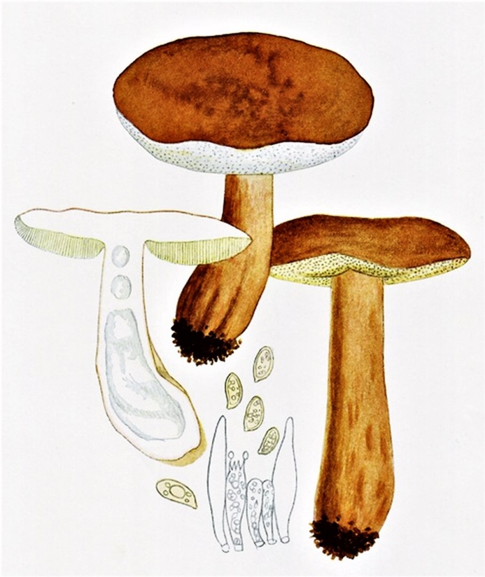 Гриб подберезовик