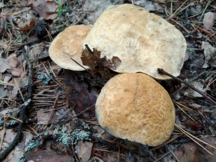 Гиропорус синеющий gyroporus cyanescens