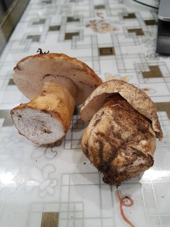 Подтопольники грибы