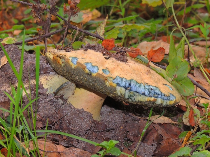 Синеющие грибы