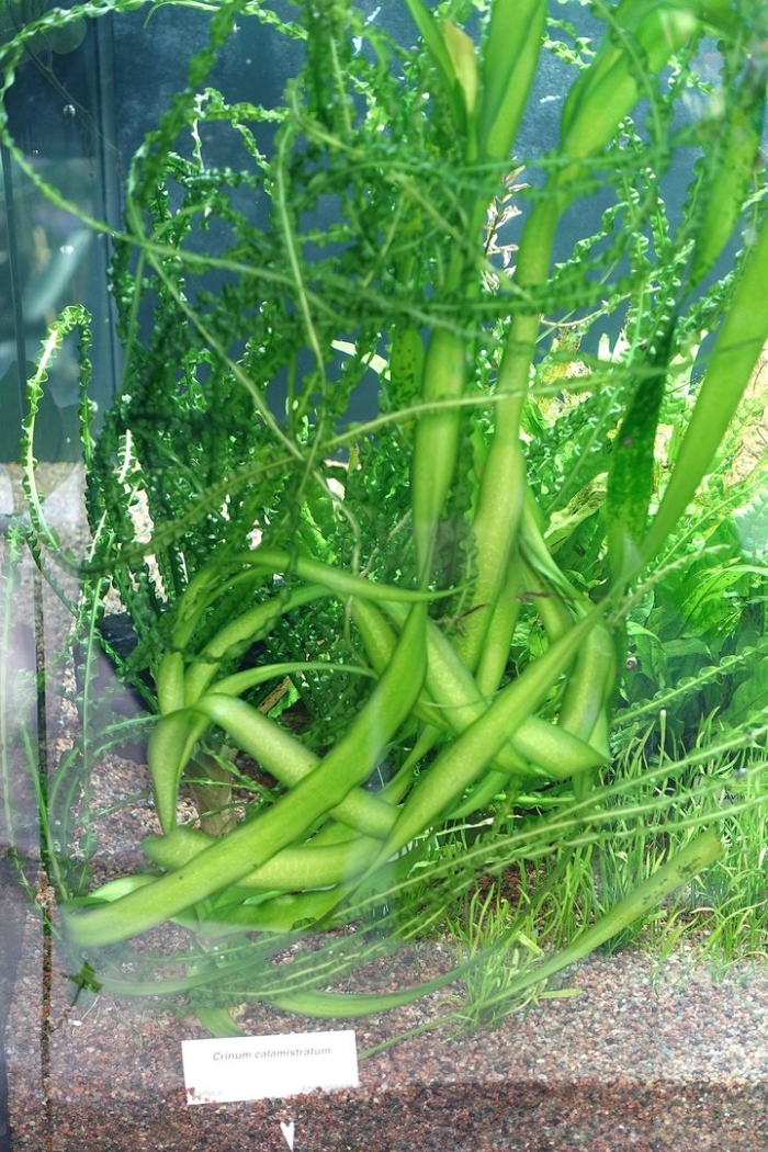 Кринум аквариумное растение