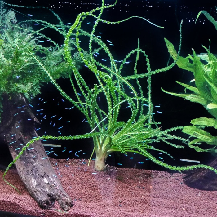 Кринум волнистый каламистратум