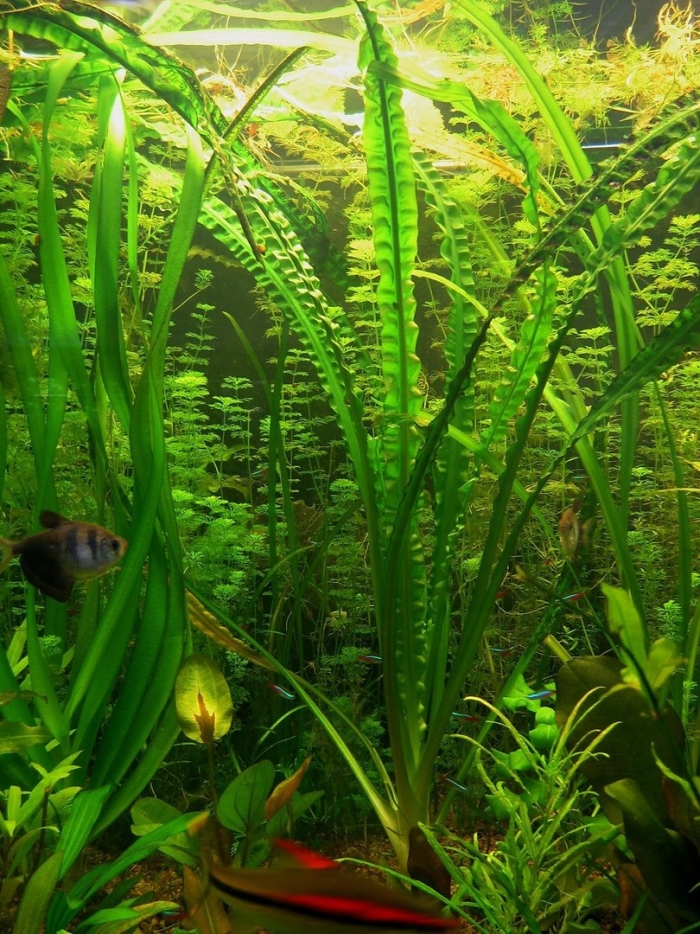 Криптокорина аквариумное растение