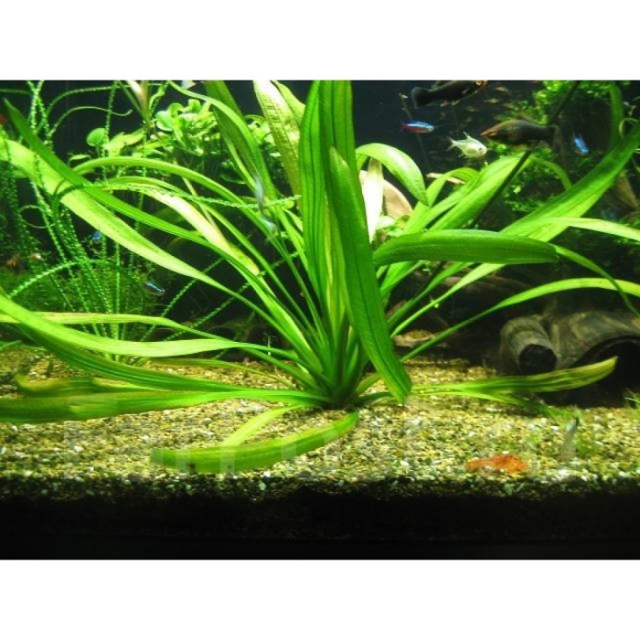 Эхинодорус вероника ратай