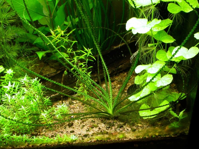 Кринума каламистратум