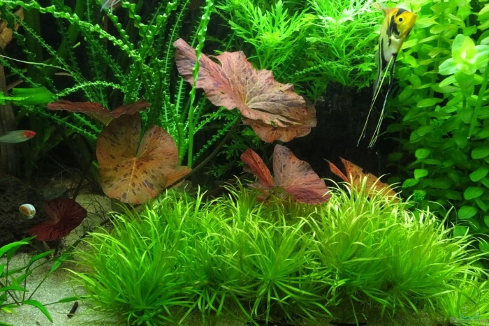 Нимфея тигровая живородящая