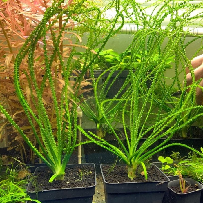 Кринум аквариумное