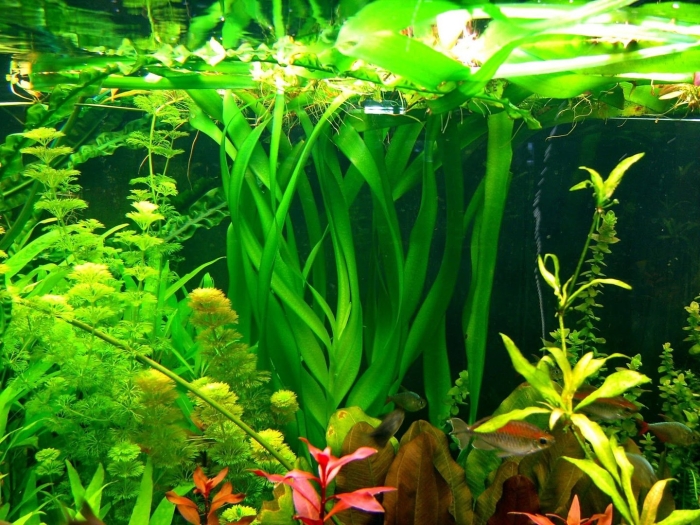 Валлиснерия спиральная аквариумное растение