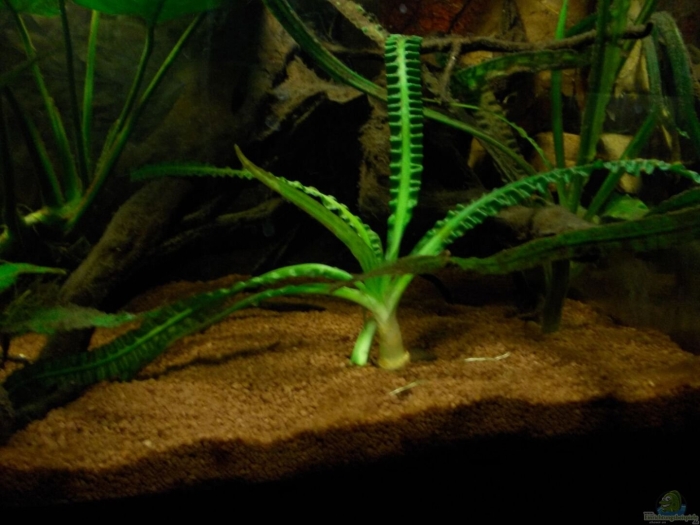 Кринум аквариумное растение