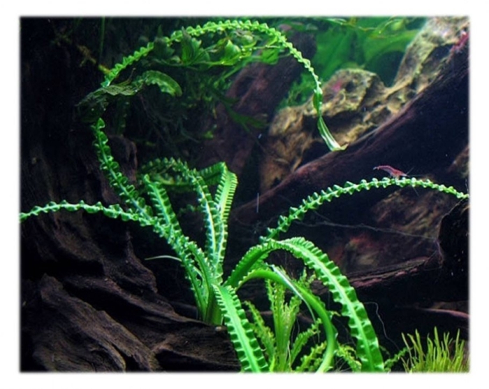 Кринума каламистратум