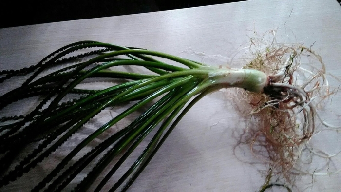 Кринум волнистый