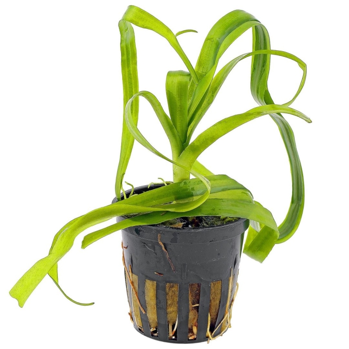 Chlorophytum bichetii