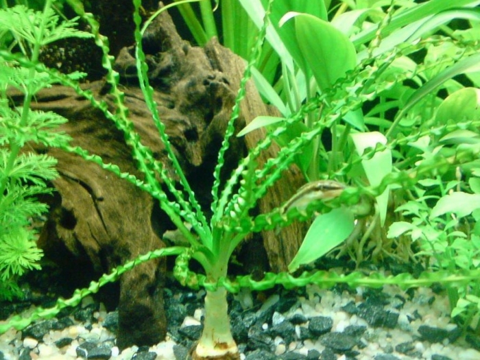 Кринум аквариумное