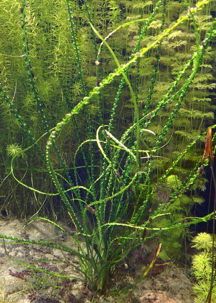 Crinum calamistratum