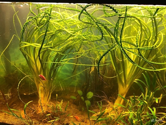 Кринум курчавый аквариумное