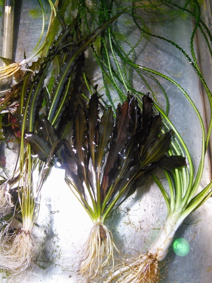 Криптокорина гудоро