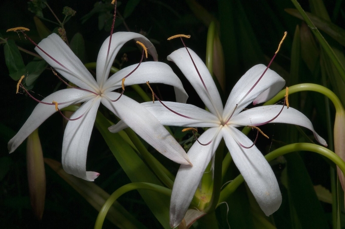 Кринум пауэлла