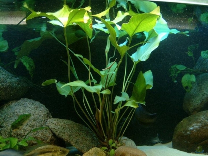 Анубиас грацилис