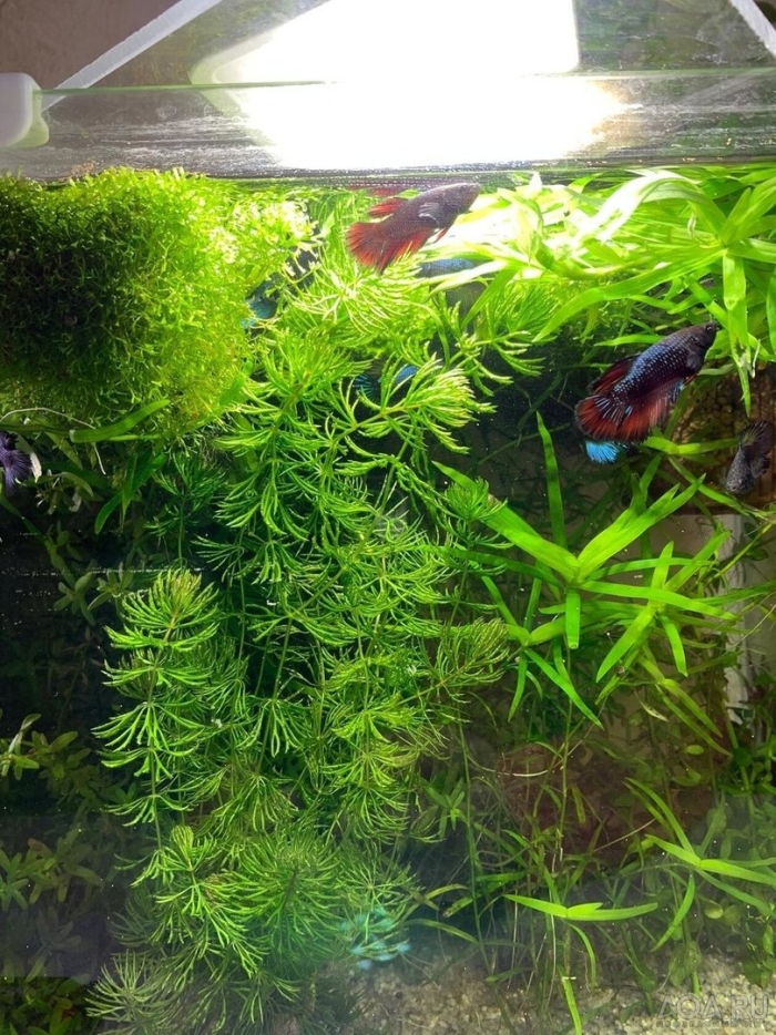 Аквариумное растение