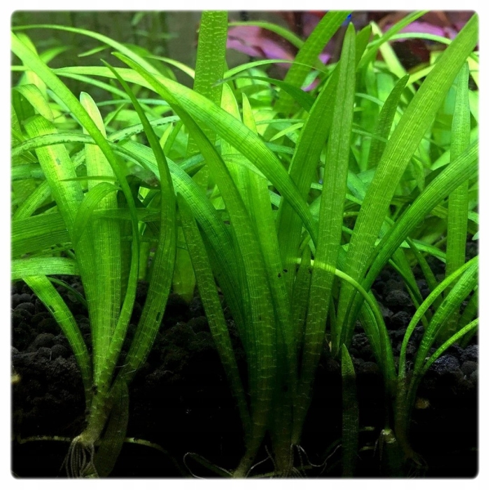 Сагиттария шиловидная