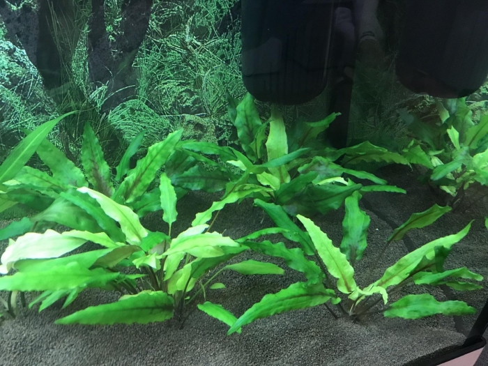 Криптокорина вендта