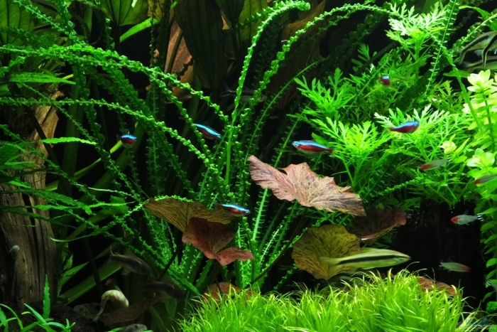 Кринум волнистый каламистратум