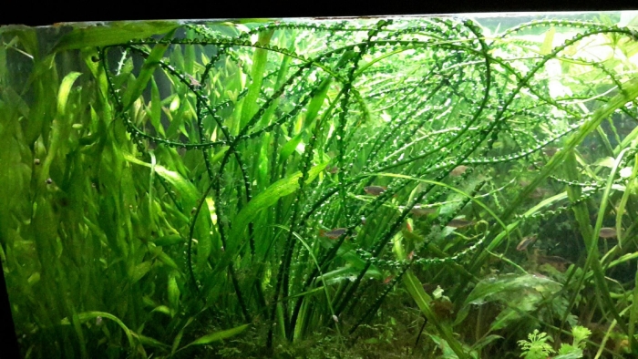 Кринум курчавый