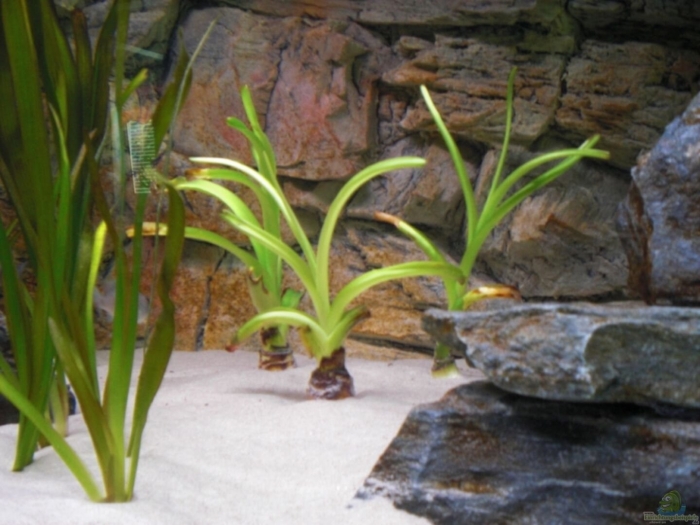 Валлиснерия тигровая аквариумное