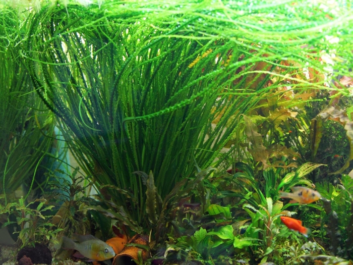 Валлиснерия гигантская аквариумное растение