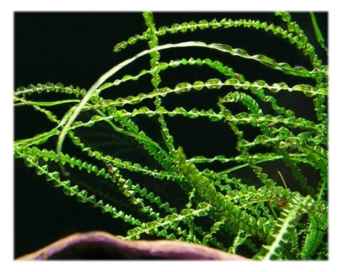 Кринум волнистый каламистратум